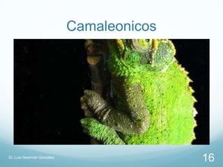 Camaleonicos




Dr. Luis Geermán González
                                           16
 