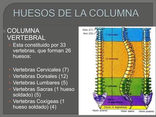  COLUMNA
 VERTEBRAL
 • Esta constituido por 33
     vertebras, que forman 26
     huesos:

 • Vertebras Cervicales (7)
 • Vertebras Dorsales (12)
 • Vertebras Lumbares (5)
 • Vertebras Sacras (1 hueso
   soldado) (5)
 • Vertebras Coxígeas (1
   hueso soldado) (4)
 