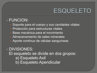  FUNCION:
• Soporte para el cuerpo y sus cavidades vitales
• Protección para estructuras vitales
• Base mecánica para el movimiento
• Almacenamiento de sales minerales
• Aporte continuo de células sanguíneas
 DIVISIONES:
El esqueleto se divide en dos grupos:
a) Esqueleto Axil
b) Esqueleto Apendicular
 