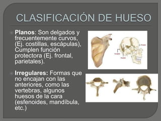  Planos: Son delgados y
frecuentemente curvos,
(Ej. costillas, escápulas),
Cumplen función
protectora (Ej. frontal,
parietales).
 Irregulares: Formas que
no encajan con las
anteriores, como las
vertebras, algunos
huesos de la cara
(esfenoides, mandíbula,
etc.)
 