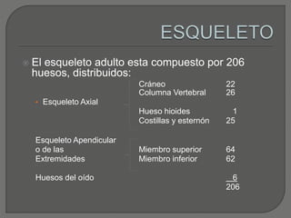  El esqueleto adulto esta compuesto por 206
huesos, distribuidos:
Cráneo 22
Columna Vertebral 26
• Esqueleto Axial
Hueso hioides 1
Costillas y esternón 25
Esqueleto Apendicular
o de las Miembro superior 64
Extremidades Miembro inferior 62
Huesos del oído 6
206
 