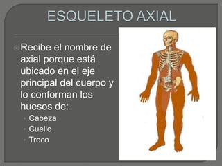 Recibe el nombre de
axial porque está
ubicado en el eje
principal del cuerpo y
lo conforman los
huesos de:
• Cabeza
• Cuello
• Troco
 