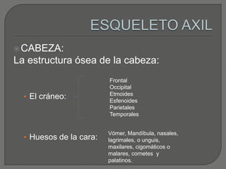 CABEZA:
La estructura ósea de la cabeza:
• El cráneo:
• Huesos de la cara:
Frontal
Occipital
Etmoides
Esfenoides
Parietales
Temporales
Vómer, Mandíbula, nasales,
lagrimales, o unguis,
maxilares, cigomáticos o
malares, cornetes y
palatinos.
 