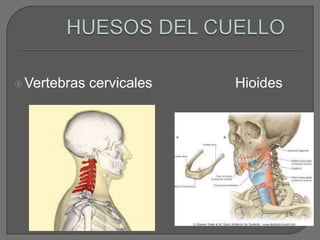 Vertebras cervicales Hioides
 
