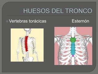 Vertebras torácicas Esternón
 