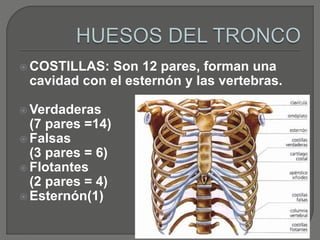  COSTILLAS: Son 12 pares, forman una
cavidad con el esternón y las vertebras.
 Verdaderas
(7 pares =14)
 Falsas
(3 pares = 6)
 Flotantes
(2 pares = 4)
 Esternón(1)
 