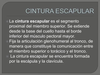  La cintura escapular es el segmento
proximal del miembro superior. Se extiende
desde la base del cuello hasta el borde
inferior del músculo pectoral mayor.
 Fija la articulación glenohumeral al tronco, de
manera que constituye la comunicación entre
el miembro superior o torácico y el tronco.
 La cintura escapular se encuentra formada
por la escápula y la clavícula.
 