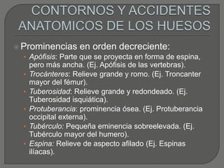  Prominencias en orden decreciente:
• Apófisis: Parte que se proyecta en forma de espina,
pero más ancha. (Ej. Apófisis de las vertebras).
• Trocánteres: Relieve grande y romo. (Ej. Troncanter
mayor del fémur).
• Tuberosidad: Relieve grande y redondeado. (Ej.
Tuberosidad isquiática).
• Protuberancia: prominencia ósea. (Ej. Protuberancia
occipital externa).
• Tubérculo: Pequeña eminencia sobreelevada. (Ej.
Tubérculo mayor del humero).
• Espina: Relieve de aspecto afilado (Ej. Espinas
ilíacas).
 