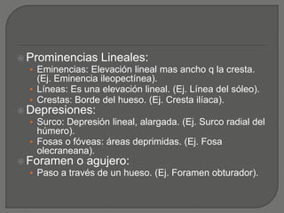  Prominencias Lineales:
• Eminencias: Elevación lineal mas ancho q la cresta.
(Ej. Eminencia ileopectínea).
• Líneas: Es una elevación lineal. (Ej. Línea del sóleo).
• Crestas: Borde del hueso. (Ej. Cresta ilíaca).
 Depresiones:
• Surco: Depresión lineal, alargada. (Ej. Surco radial del
húmero).
• Fosas o fóveas: áreas deprimidas. (Ej. Fosa
olecraneana).
 Foramen o agujero:
• Paso a través de un hueso. (Ej. Foramen obturador).
 