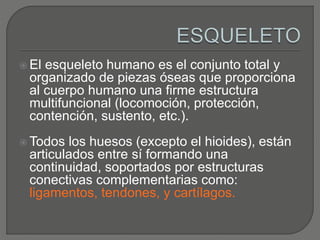  El esqueleto humano es el conjunto total y
organizado de piezas óseas que proporciona
al cuerpo humano una firme estructura
multifuncional (locomoción, protección,
contención, sustento, etc.).
 Todos los huesos (excepto el hioides), están
articulados entre sí formando una
continuidad, soportados por estructuras
conectivas complementarias como:
ligamentos, tendones, y cartílagos.
 