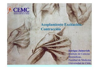Acoplamiento Excitación-
Contracción




                Enrique Jaimovich
                Instituto de Ciencias
                Biomédicas,
                Facultad de Medicina
                Universidad de Chile
 