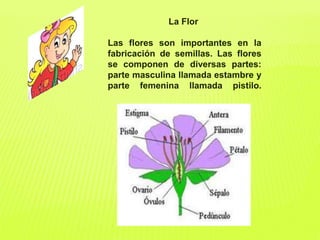 La Flor
Las flores son importantes en la
fabricación de semillas. Las flores
se componen de diversas partes:
parte masculina llamada estambre y
parte femenina llamada pistilo.
 