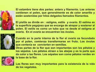 El estambre tiene dos partes: antera y filamento. Las anteras
contienen el polen, que generalmente es de color amarillo y
están sostenidas por hilos delgados llamados filamentos.
El pistilo se divide en : estigma, estilo y ovario. El estima es
la superficie pegajosa que se encarga de atrapar y sostener al
polen. El estilo es como un tubo que va desde el estigma al
ovario. En el ovario se encuentran los óvulos.
Cuando en la parte interna de la flor el ovario es fecundado
por el polen, comienza transformarse en fruto. Los óvulos
que contenía se convierten en semillas.
Otras partes de la flor que son importantes son los pétalos y
los sépalos. Los pétalos atraen a las abejas y es la parte que
da color a las flores. Los sépalos son como pétalos verdes en
la base de la flor.
Las flores son muy importantes para la existencia de la vida
de los vegetales.
 