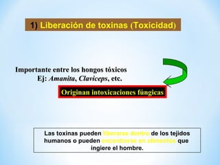 1) Liberación de toxinas (Toxicidad)
Importante entre los hongos tóxicosImportante entre los hongos tóxicos
Ej:Ej: AmanitaAmanita,, ClavicepsClaviceps, etc., etc.
Originan intoxicaciones fúngicas
Las toxinas pueden liberarse dentro de los tejidos
humanos o pueden encontrarse en alimentos que
ingiere el hombre.
 