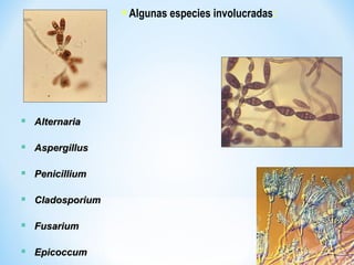 • Algunas especies involucradas:
 AlternariaAlternaria
 AspergillusAspergillus
 PenicilliumPenicillium
 CladosporiumCladosporium
 FusariumFusarium
 EpicoccumEpicoccum
 