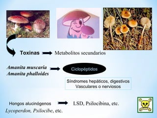 Ciclopéptidos
Toxinas Metabolitos secundarios
Amanita muscaria
Amanita phalloides
Síndromes hepáticos, digestivos
Vasculares o nerviosos
Hongos alucinógenos LSD, Psilocibina, etc.
Lycoperdon, Psilocibe, etc.
 