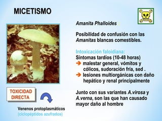 MICETISMOMICETISMO
Amanita Phalloides :
Posibilidad de confusión con las
Amanitas blancas comestibles.
Intoxicación faloidiana:
Síntomas tardíos (10-48 horas)
 malestar general, vómitos y
cólicos, sudoración fría, sed .
 lesiones multiorgánicas con daño
hepático y renal principalmente
Junto con sus variantes A.virosa y
A.verna, son las que han causado
mayor daño al hombre
TOXICIDAD
DIRECTA
TOXICIDAD
DIRECTA
Venenos protoplasmáticos
(ciclopéptidos azufrados)
 