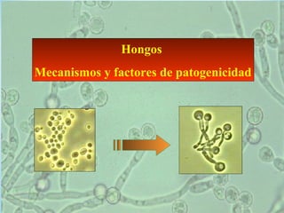 Hongos
Mecanismos y factores de patogenicidad
 