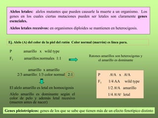 Clase_2_GeneticaMendeliana_Bach_2010.ppt