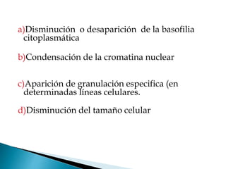 a)Disminución o desaparición de la basofilia
citoplasmática
b)Condensación de la cromatina nuclear
c)Aparición de granulación especifica (en
determinadas líneas celulares.
d)Disminución del tamaño celular
 