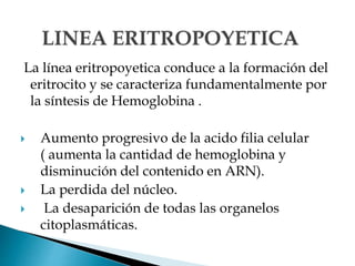 La línea eritropoyetica conduce a la formación del
eritrocito y se caracteriza fundamentalmente por
la síntesis de Hemoglobina .
 Aumento progresivo de la acido filia celular
( aumenta la cantidad de hemoglobina y
disminución del contenido en ARN).
 La perdida del núcleo.
 La desaparición de todas las organelos
citoplasmáticas.
 