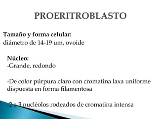 Tamaño y forma celular:
diámetro de 14-19 um, ovoide
Núcleo:
-Grande, redondo
-De color púrpura claro con cromatina laxa uniforme
dispuesta en forma filamentosa
-2 a 3 nucléolos rodeados de cromatina intensa
 