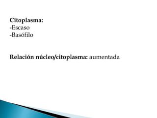 Citoplasma:
-Escaso
-Basófilo
Relación núcleo/citoplasma: aumentada
 