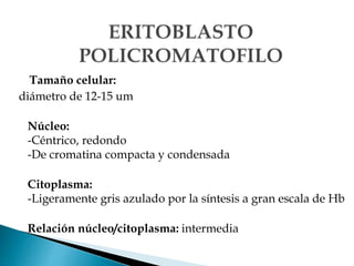Tamaño celular:
diámetro de 12-15 um
Núcleo:
-Céntrico, redondo
-De cromatina compacta y condensada
Citoplasma:
-Ligeramente gris azulado por la síntesis a gran escala de Hb
Relación núcleo/citoplasma: intermedia
 