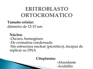 Tamaño celular:
diámetro de 12-15 um
Núcleo:
-Oscuro, homogéneo
-De cromatina condensada
-Sin estructura nuclear (picnótico), incapaz de
replicar su DNA
Citoplasma:
-Abundante
-Acidófilo
 