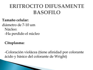 Tamaño celular:
diámetro de 7-10 um
Núcleo:
-Ha perdido el núcleo
Citoplasma:
-Coloración violácea (tiene afinidad por colorante
ácido y básico del colorante de Wright)
.
 