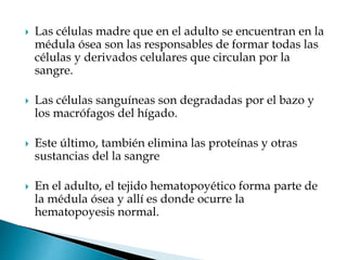 Las células madre que en el adulto se encuentran en la
médula ósea son las responsables de formar todas las
células y derivados celulares que circulan por la
sangre.
 Las células sanguíneas son degradadas por el bazo y
los macrófagos del hígado.
 Este último, también elimina las proteínas y otras
sustancias del la sangre
 En el adulto, el tejido hematopoyético forma parte de
la médula ósea y allí es donde ocurre la
hematopoyesis normal.
 