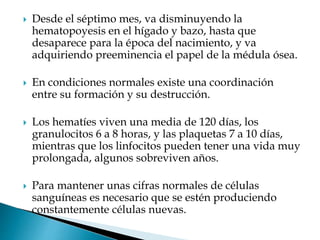  Desde el séptimo mes, va disminuyendo la
hematopoyesis en el hígado y bazo, hasta que
desaparece para la época del nacimiento, y va
adquiriendo preeminencia el papel de la médula ósea.
 En condiciones normales existe una coordinación
entre su formación y su destrucción.
 Los hematíes viven una media de 120 días, los
granulocitos 6 a 8 horas, y las plaquetas 7 a 10 días,
mientras que los linfocitos pueden tener una vida muy
prolongada, algunos sobreviven años.
 Para mantener unas cifras normales de células
sanguíneas es necesario que se estén produciendo
constantemente células nuevas.
 