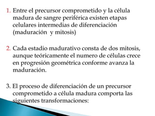 1. Entre el precursor comprometido y la célula
madura de sangre periférica existen etapas
celulares intermedias de diferenciación
(maduración y mitosis)
2. Cada estadio madurativo consta de dos mitosis,
aunque teóricamente el numero de células crece
en progresión geométrica conforme avanza la
maduración.
3. El proceso de diferenciación de un precursor
comprometido a célula madura comporta las
siguientes transformaciones:
 