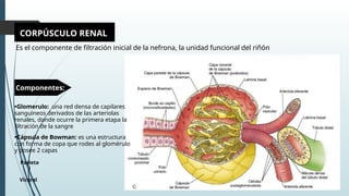 Glomerulo Riñon CLASE 2 Histología Renal.pptxuvvhvjbjbjj | PPTX