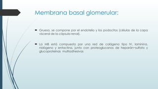 CLASE 2 Histología Renal.pptxuvvhvjbjbjj | PPTX