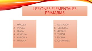 LESIONES ELEMENTALES
PRIMARIAS
1. MÁCULA
2. PÁPULA
3. PLACA
4. VESÍCULA
5. AMPOLLA
6. PÚSTULA
7. VEGETACIÓN
8. TUBÉRCULO
9. NÓDULO
10. TUMOR
11. ESCAMA
12. QUERATOSIS
 