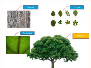 Textura

Forma

Estructura
Módulo

 