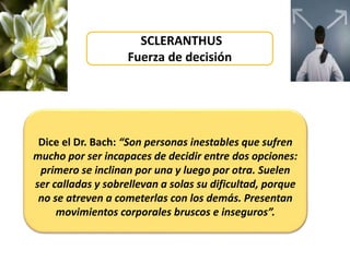 SCLERANTHUS
Fuerza de decisión
Dice el Dr. Bach: “Son personas inestables que sufren
mucho por ser incapaces de decidir entre dos opciones:
primero se inclinan por una y luego por otra. Suelen
ser calladas y sobrellevan a solas su dificultad, porque
no se atreven a cometerlas con los demás. Presentan
movimientos corporales bruscos e inseguros”.
 