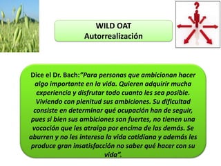 WILD OAT
Autorrealización
Dice el Dr. Bach:”Para personas que ambicionan hacer
algo importante en la vida. Quieren adquirir mucha
experiencia y disfrutar todo cuanto les sea posible.
Viviendo con plenitud sus ambiciones. Su dificultad
consiste en determinar qué ocupación han de seguir,
pues si bien sus ambiciones son fuertes, no tienen una
vocación que les atraiga por encima de las demás. Se
aburren y no les interesa la vida cotidiana y además les
produce gran insatisfacción no saber qué hacer con su
vida”.
 