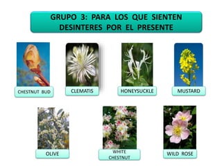 GRUPO 3: PARA LOS QUE SIENTEN
DESINTERES POR EL PRESENTE
CHESTNUT BUD CLEMATIS
WHITE
CHESTNUT
MUSTARD
OLIVE
HONEYSUCKLE
WILD ROSE
 