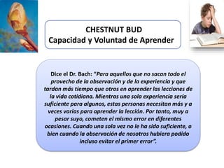 CHESTNUT BUD
Capacidad y Voluntad de Aprender
Dice el Dr. Bach: “Para aquellos que no sacan todo el
provecho de la observación y de la experiencia y que
tardan más tiempo que otros en aprender las lecciones de
la vida cotidiana. Mientras una sola experiencia sería
suficiente para algunos, estas personas necesitan más y a
veces varias para aprender la lección. Por tanto, muy a
pesar suyo, cometen el mismo error en diferentes
ocasiones. Cuando una sola vez no le ha sido suficiente, o
bien cuando la observación de nosotros hubiera podido
incluso evitar el primer error”.
 