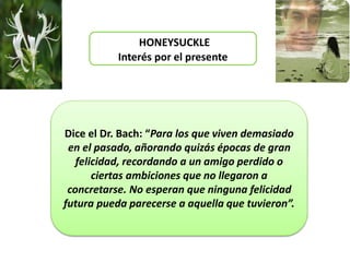 HONEYSUCKLE
Interés por el presente
Dice el Dr. Bach: “Para los que viven demasiado
en el pasado, añorando quizás épocas de gran
felicidad, recordando a un amigo perdido o
ciertas ambiciones que no llegaron a
concretarse. No esperan que ninguna felicidad
futura pueda parecerse a aquella que tuvieron”.
 
