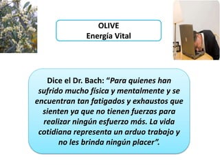 OLIVE
Energía Vital
Dice el Dr. Bach: “Para quienes han
sufrido mucho física y mentalmente y se
encuentran tan fatigados y exhaustos que
sienten ya que no tienen fuerzas para
realizar ningún esfuerzo más. La vida
cotidiana representa un arduo trabajo y
no les brinda ningún placer”.
 