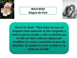 WILD ROSE
Alegría de Vivir
Dice el Dr. Bach: “Para todos los que sin
ninguna razón aparente se han resignado a
todo lo que les sucede, y sólo se deslizan por
la vida sin hacer esfuerzo alguno por
modificar las cosas y encontrar un poco de
felicidad. Sin quejarse se han rendido en la
lucha por la vida”.
 