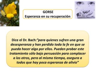 GORSE
Esperanza en su recuperación
Dice el Dr. Bach:”para quienes sufren una gran
desesperanza y han perdido toda la fe en que se
pueda hacer algo por ellos. Pueden probar este
tratamiento sólo bajo persuasión para complacer
a los otros, pero al mismo tiempo, asegura a
todos que hay poca esperanza de alivio”
 