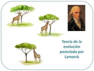 Teoría de la
evolución
postulada por
Lamarck

 
