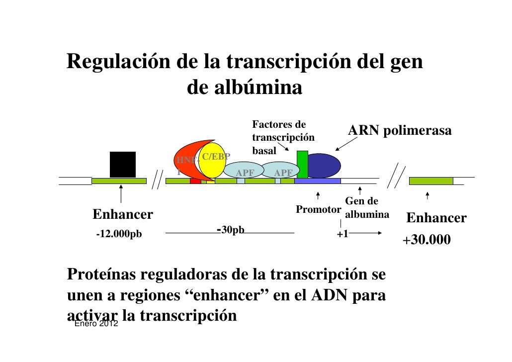 Biotecnologia clase 2 Prof. Oriana Salazar