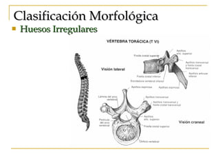 Clasificación Morfológica Huesos Irregulares 