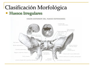 Clasificación Morfológica Huesos Irregulares 