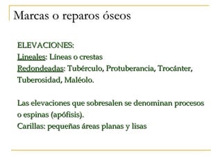 Marcas o reparos óseos ELEVACIONES: Lineales : Líneas o crestas Redondeadas : Tubérculo, Protuberancia, Trocánter, Tuberosidad, Maléolo. Las elevaciones que sobresalen se denominan procesos o espinas (apófisis). Carillas: pequeñas áreas planas y lisas 